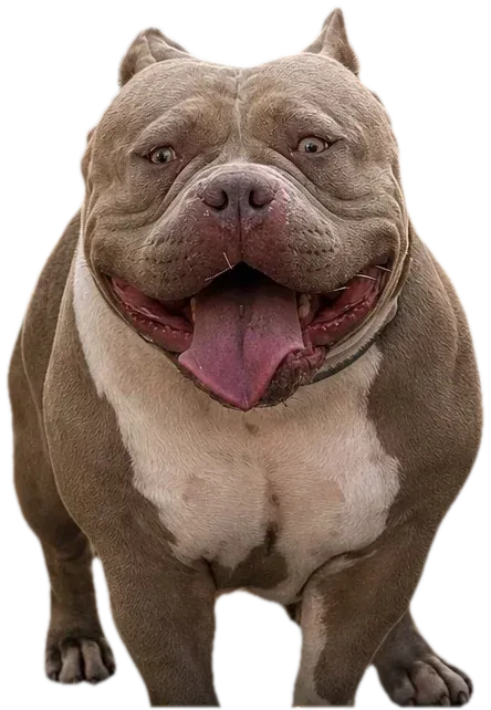 Sarah, femelă American Bully