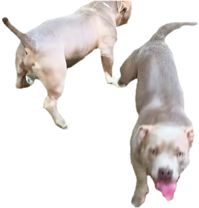 Tuki și Gloria, pui American Bully de 6 luni